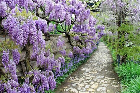 glicine viola|Sogno tra i Fiori: Passeggiata sotto il Glicine Viola